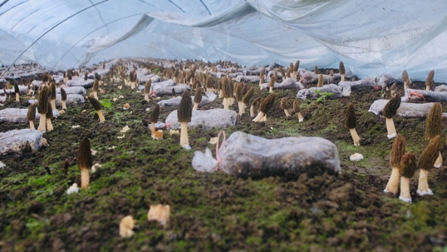 江苏如东：110余亩羊肚菌“抢鲜”上市